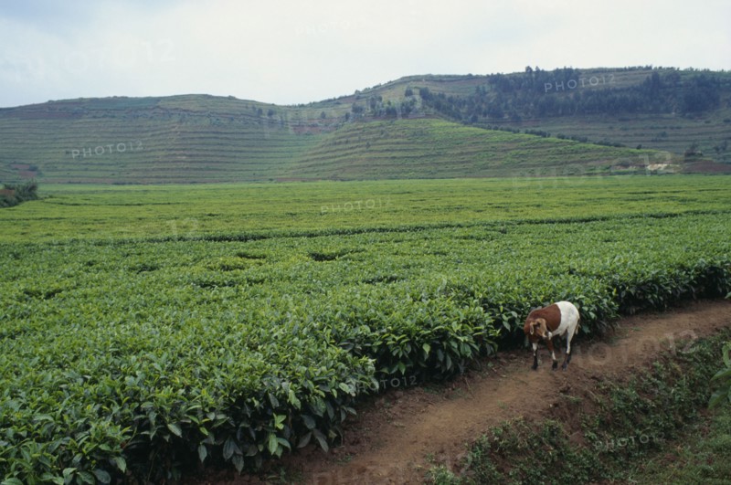 RWANDA, North, Agriculture, Tea plantation near Ruhengeri with goat in foreground.