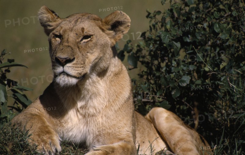 KENYA, Masai Mara Nat. Park, Lioness lying beside bushes.