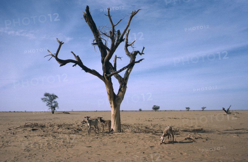 NIGER, Sahel, Barren landscape with dead tree and goats tryinfg to find something to eat during drought.