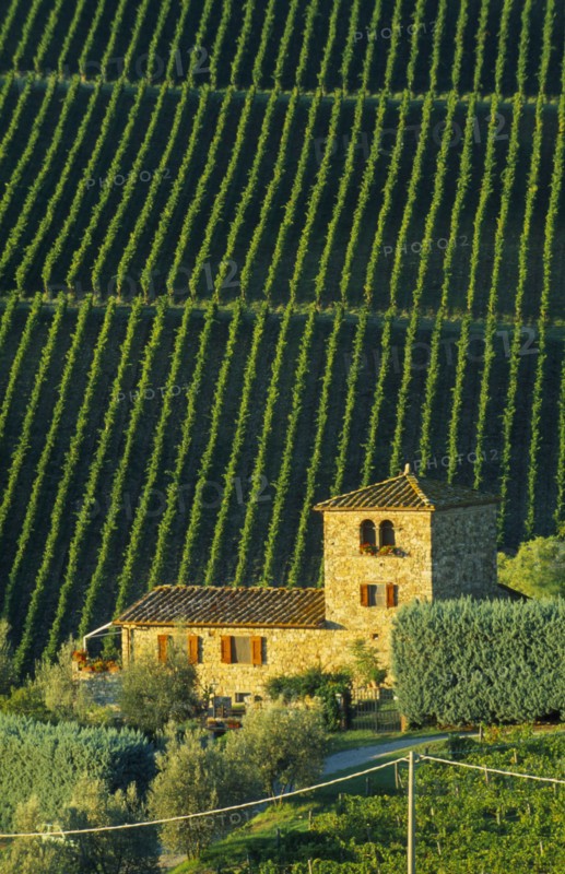 ITALY, Tuscany, Chianti, Farmhouse and vineyards near Panzano.