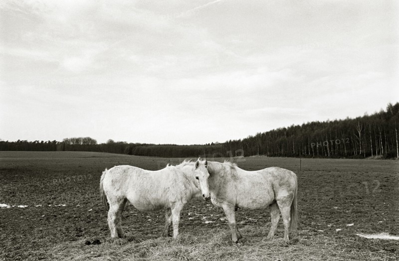 BELGIUM, Brussels ##END 90, Domaine Solvay, Two Horses standing face to face in an empty field.