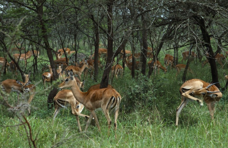 ANIMALS, Deer, Herd of impala amongst acacia trees in savanna grasslands.