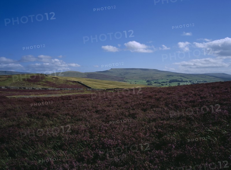 ENGLAND, North Yorkshire, Field of purple heather on the Moors.