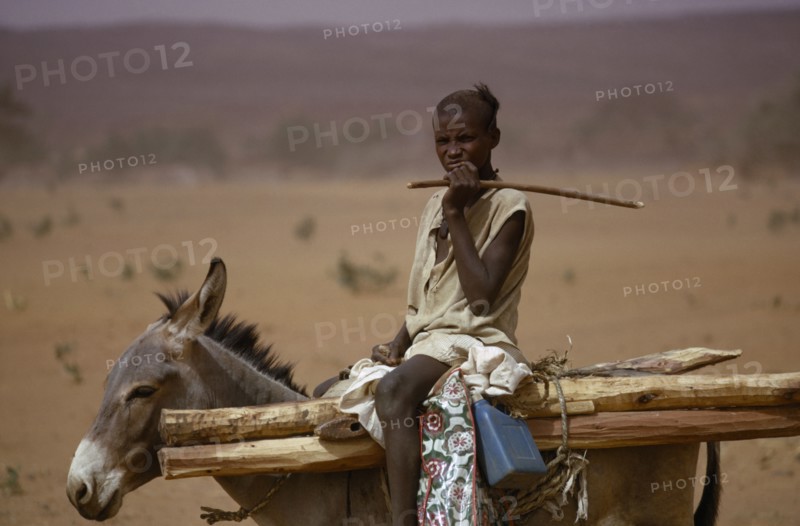 NIGER, People, Children, Young boy on donkey carrying wooden stakes near Bouza.