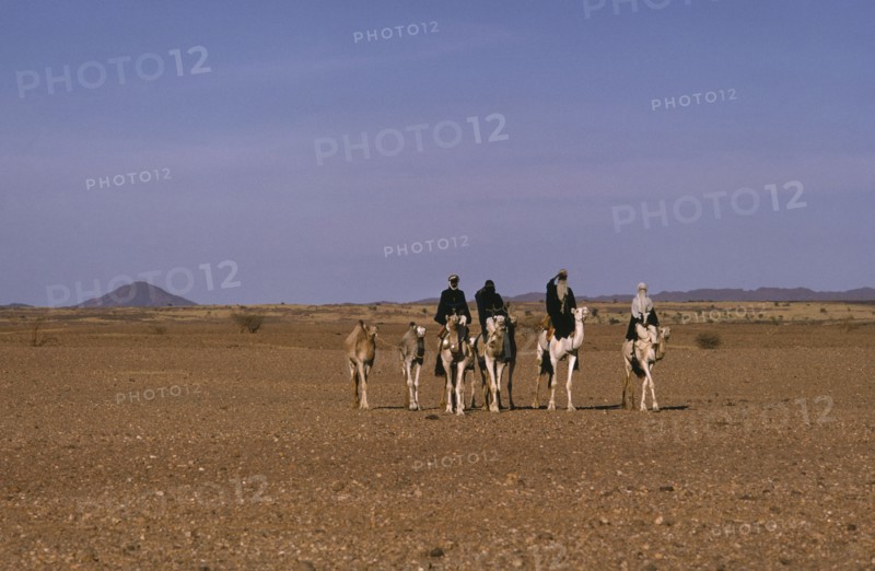NIGER, Transport, Animals, Tuaregs on camels in desert landscape.
