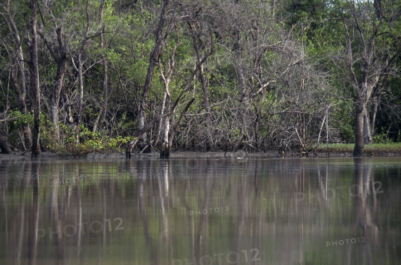 GAMBIA, Tendaba, Mangroves on the banks of the River Gambia