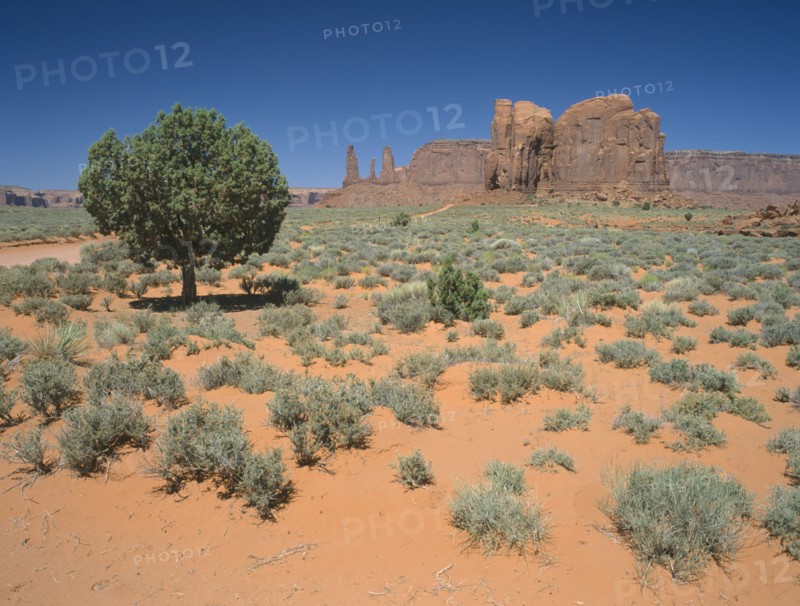 USA, Arizona, Monument Valley, Formation known as The Three Sisters with a tree and vegetation in the foreground.