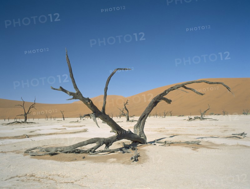 NAMIBIA, Namib Desert, Sossusvlei, Deadvlei. Dried up salt pan and 5000 year old tree stumps. Sand dune behind