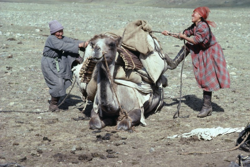 MONGOLIA, People, Loading camel before moving camp.