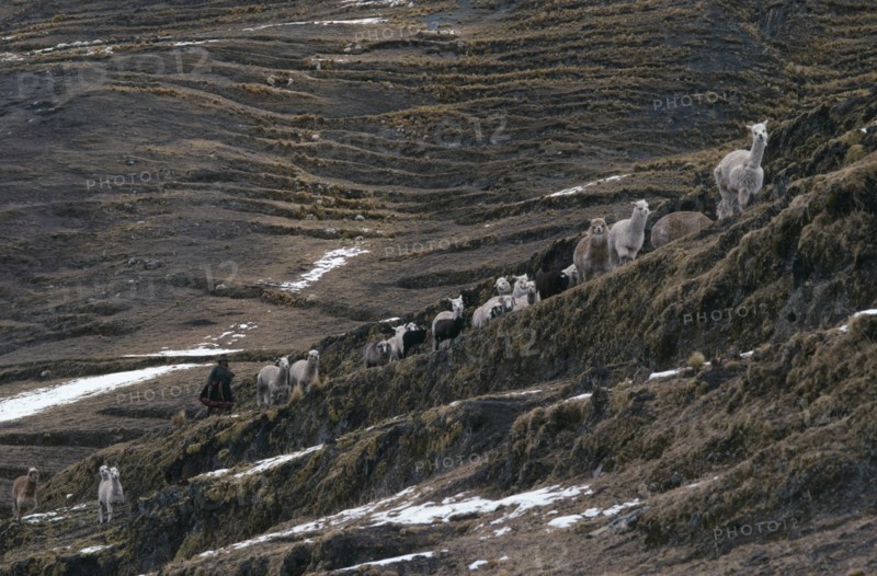 PERU, Cordillera Vilcanota, Woman taking her alpaca herd out to graze walking along mountain road.