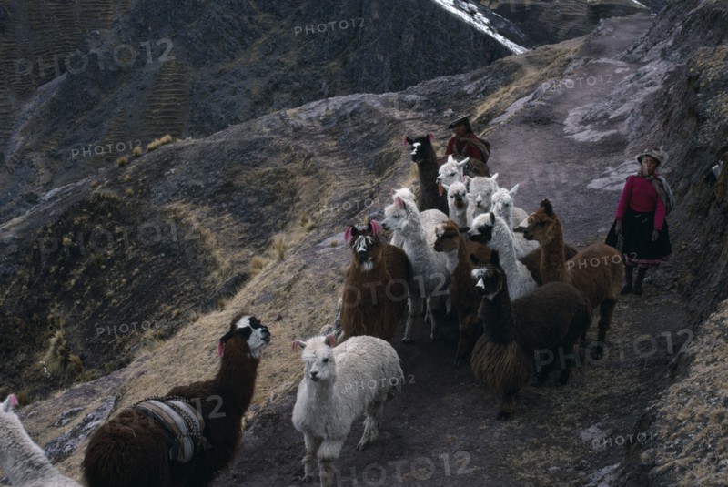 PERU, Cordillera Vilcanota, Shepherd family on long descent to Pitumarca to sell  their alpaca.