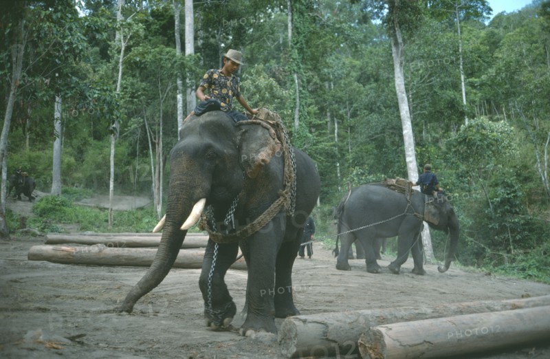 THAILAND, North, Working elephants clearing tropical hardwood forests.