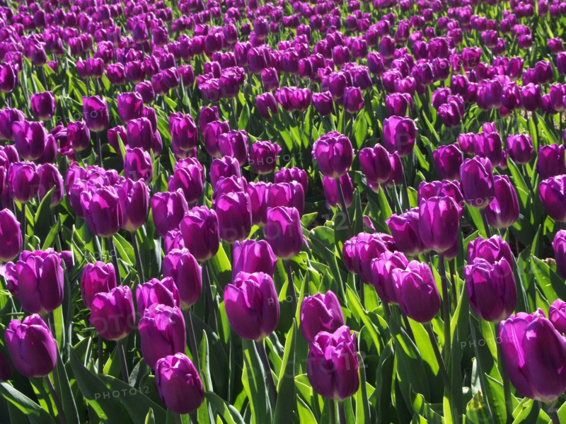 HOLLAND, North Holland, Egmond aan de Hoef, Purple Tulip flowers