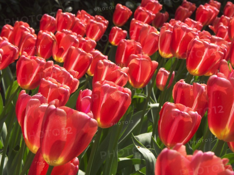 HOLLAND, South Holland, Keukenhof Gardens, "Tulips,  Ninja variety."