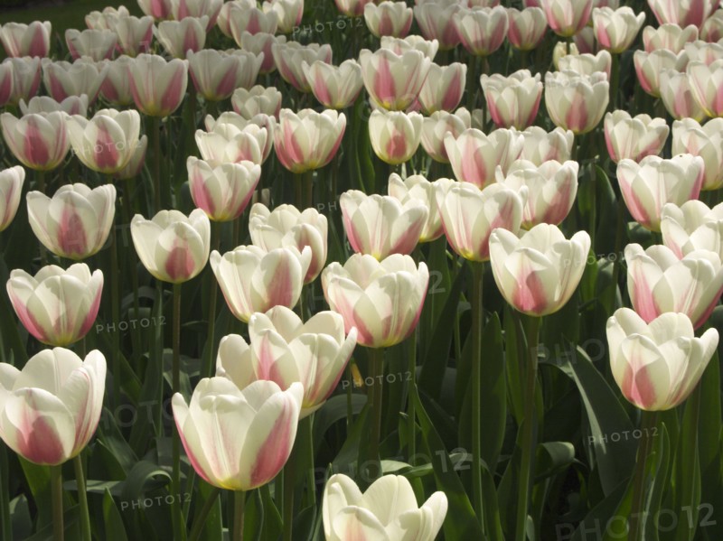 HOLLAND, South Holland, Keukenhof Gardens, "Tulips, Beau Monde variety"
