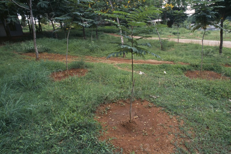 INDIA, Andhra Pradesh, Hyderabad, Trees planted in depression to harvest rainwater.