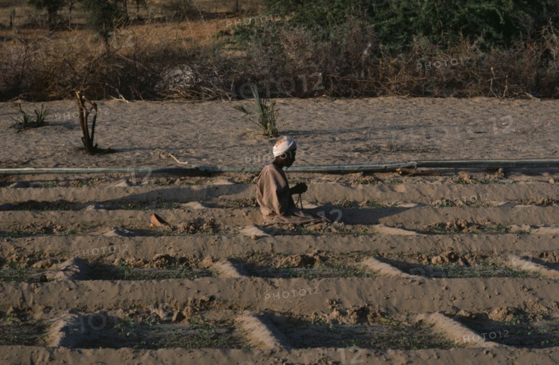 20073141 SUDAN Kordofan Province El Bashin Oasis Man praying in irrigated vegetable plots in village threatened by encroaching desert.