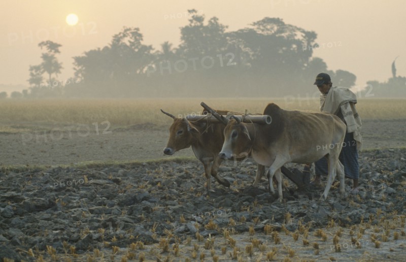 BANGLADESH, Hatiya, Farmer ploughing with pair of bullocks at dawn.