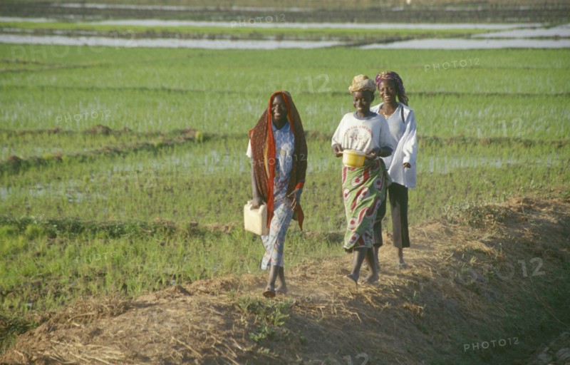 BURKINA  FASO, Bobo Dioulassou, Young women returning from work in paddy field.