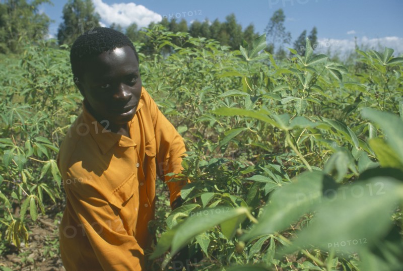 MALAWI, Mulanje, Portrait of farmer amongst his Cassava crop in an Ekhamuru Village.