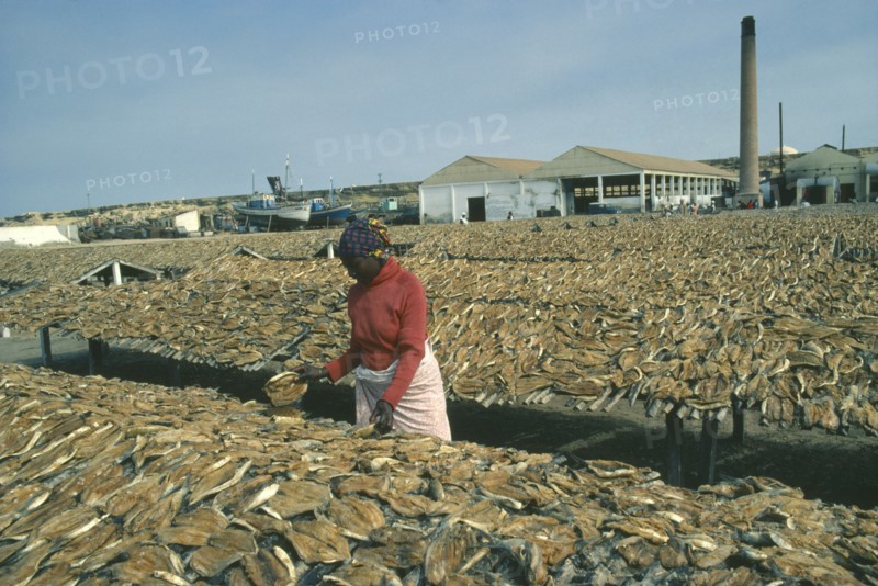 ANGOLA, Mocamedes, Woman sorting dried fish laid out on racks around her.
