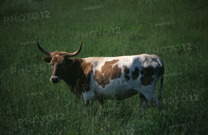 USA, North Carolina, Blue Ridge Parkway, A brown and white Longhorn cow in a meadow by the scenic in the Appalachian Mountains.