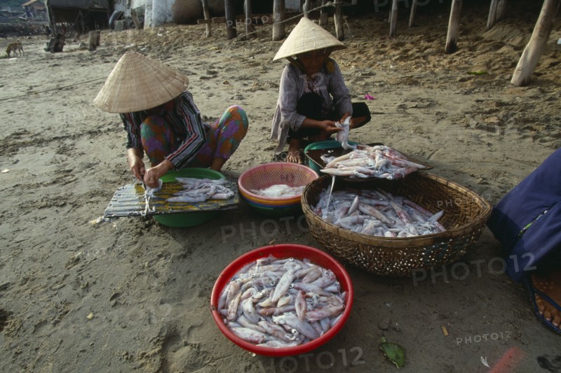 VIETNAM, Nha Trang, Woman cleaning squid at the Cau Dau fishing village at the South end of the beach.