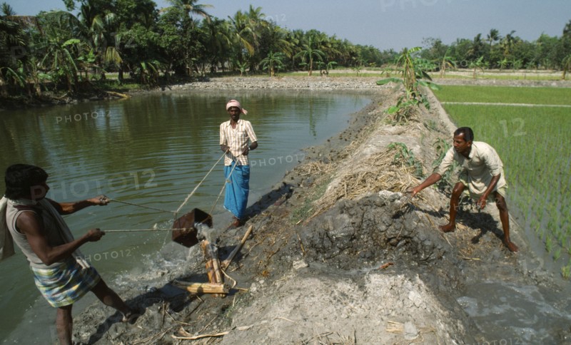 INDIA, West Bengal, Agriculture, Irrigating rice paddies.