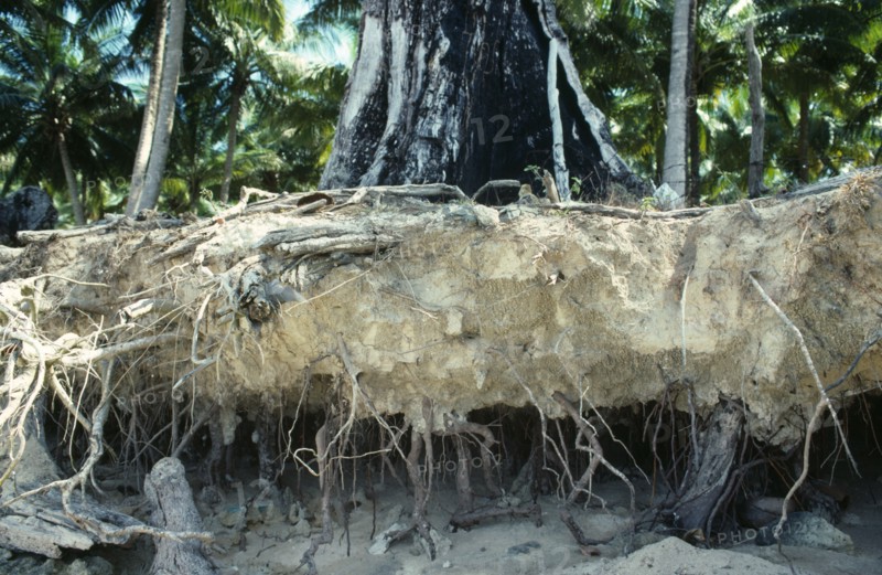INDIA, Environment, Erosion, Tree roots exposed by severe soil erosion.