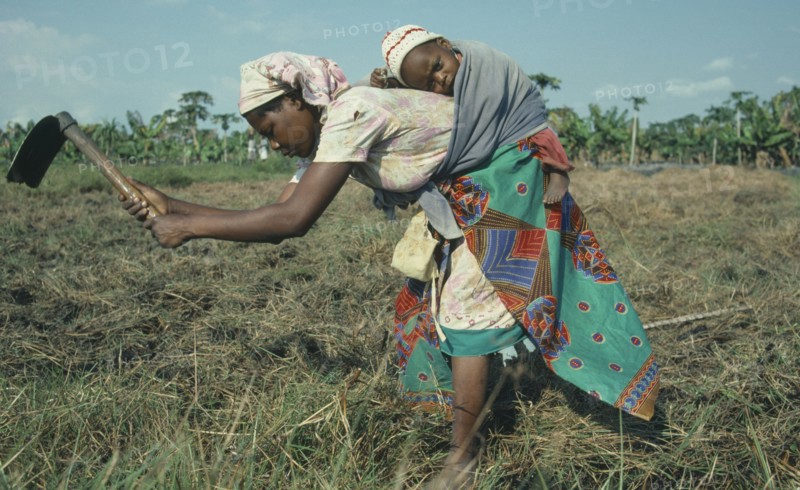MOZAMBIQUE, Children, Carrying, Woman carrying baby on her back as she works in the fields.