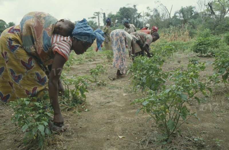 SIERRA LEONE, Kambla, Woman carrying child on her back as she works in vegetable plot.