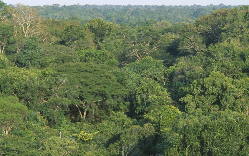 BRAZIL, Amazon, Para, Caxiuana.  Elevated view across rainforest canopy in sunlight.
