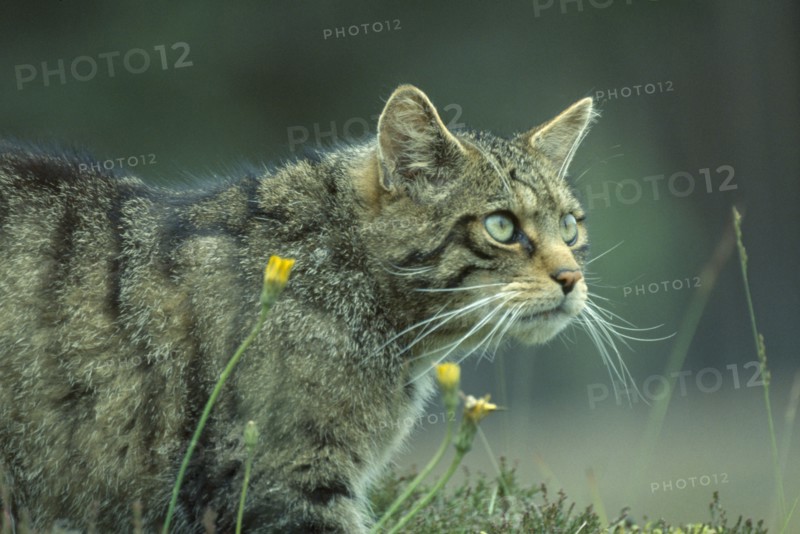 SCOTLAND, Glenfeshie, "Scottish Wild Cat, Felis silvestris grampia.  Cropped shot of single animal."