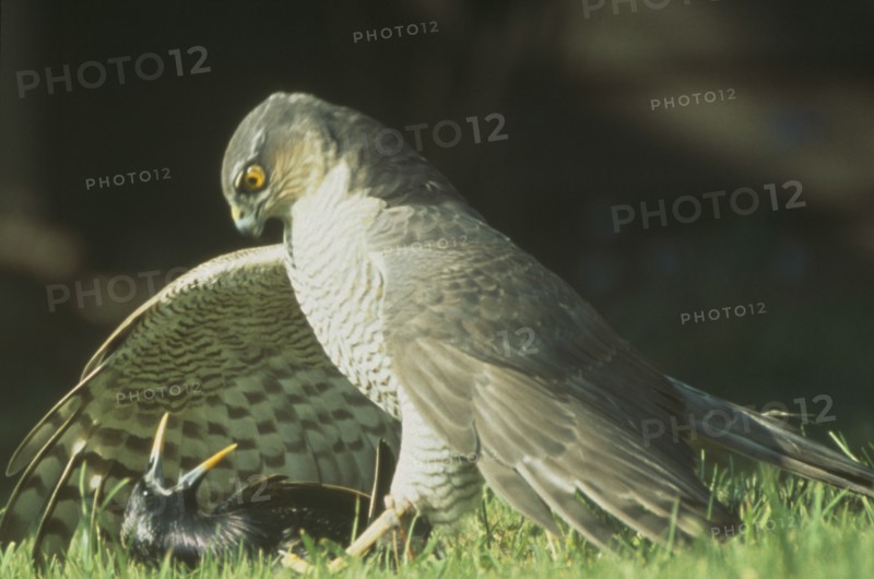 ENGLAND, West Sussex, Angmering, "Sparrowhawk, Accipiter nisus.  Male bird of prey on ground with caught starling."