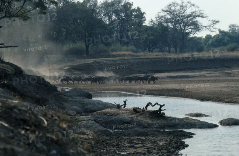 ZAMBIA, Luangwa Valley, Buffalo arriving at waterhole.