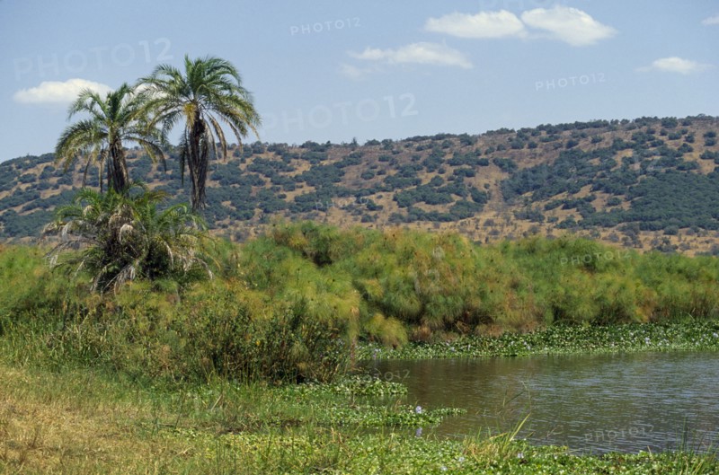 RWANDA, Akagera Nat. Park, Lake Ihema, Landscape with lakeside palms and vegetation and hillside beyond.
