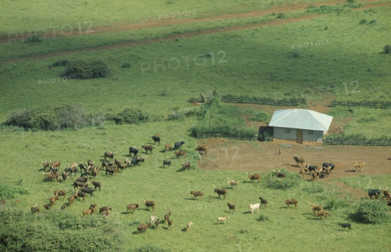 RWANDA, Farmland, Aerial view over Tutsi farmstead and longhorn cattle.