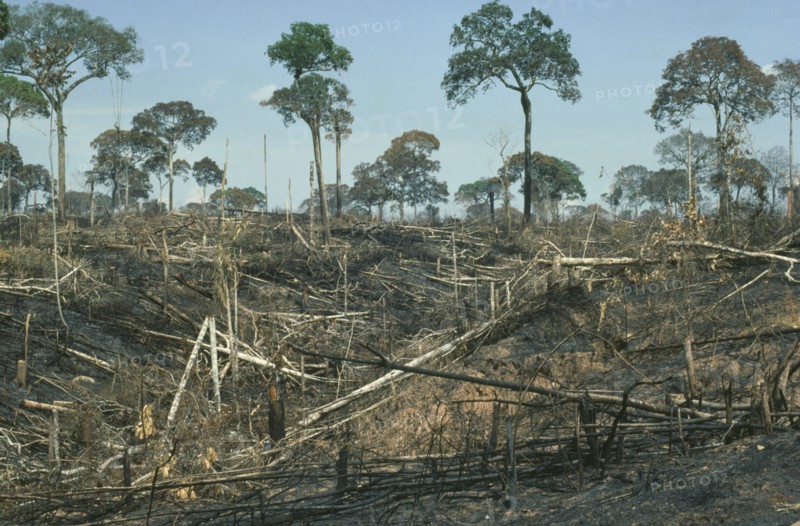 BRAZIL, Amazon, Acre, Brazil nut trees left after deforestation by slash and burn.