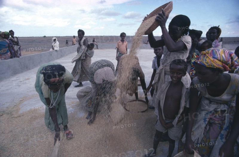 SOMALIA, Farming, Settled nomad women and children winnowing rice crop.