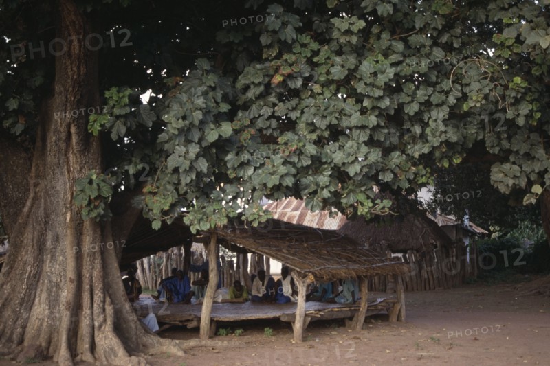 GAMBIA, People, Village histories told by story teller Griot under the biggest tree in the village.