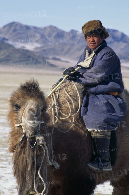 MONGOLIA, Hovd Province, People, Mongolian nomad returning to camp on camel.