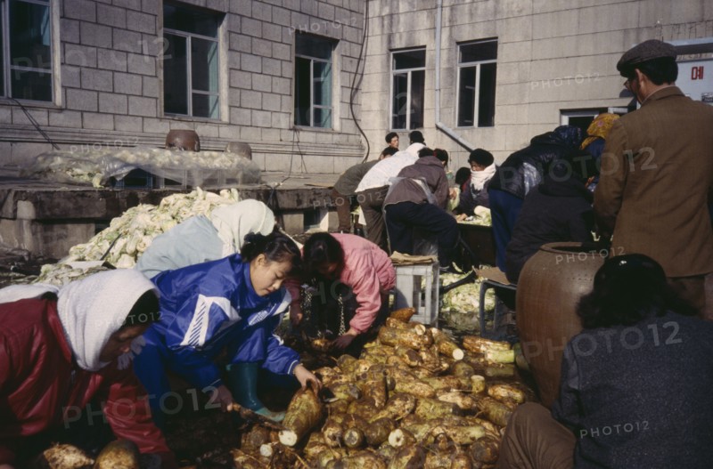 NORTH KOREA, Pyongyang, "Group of men and women preparing vegetables for pickling, a staple of the Korean diet called kimchi served at any meal."