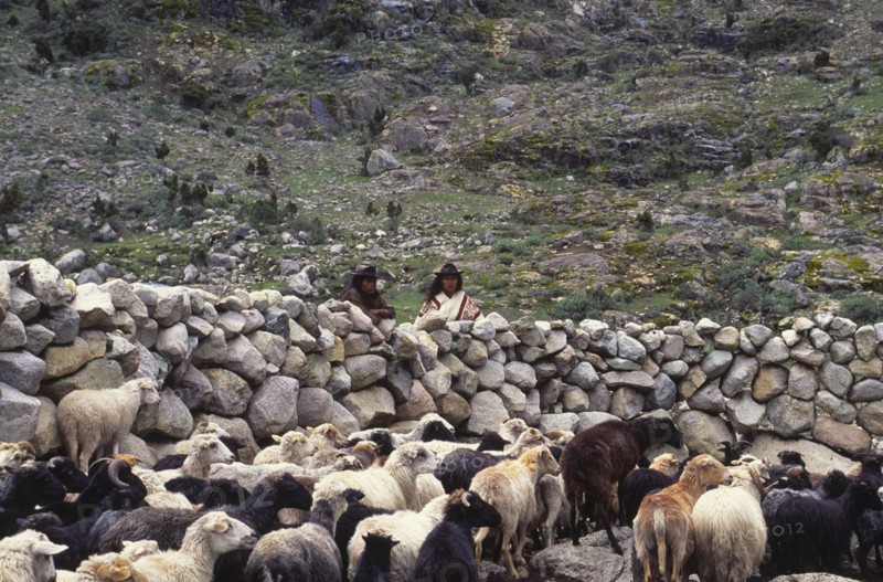 COLOMBIA, Santa Marta, Sierra Nevada , Two Ica Indian brothers overlooking sheep.