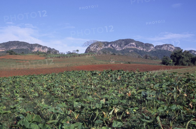 CUBA, Pinar del Rio, Vinales, "Tobacco field, with hills in background."