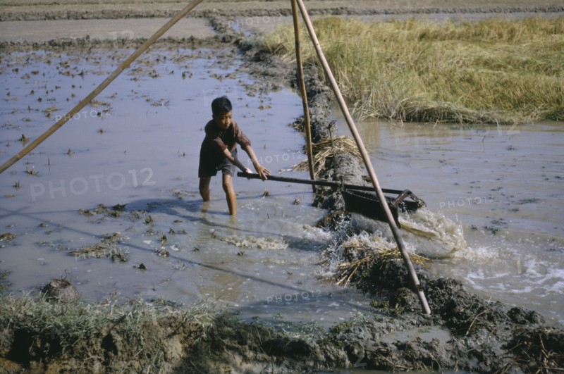 VIETNAM, Farming, Young boy operating irrigation device in rice paddies.