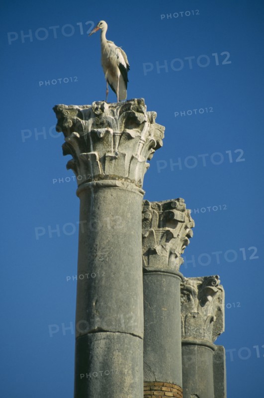 MOROCCO, Volubilis, Roman ruins of the Capitol dating from 217 AD with storks nesting on top of the Corinthian columns