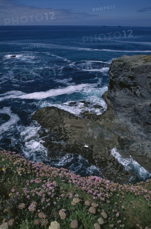 ENGLAND, Cornwall, Treyarvon Bay, Wild thrift flowers on cliff top near Padstow.