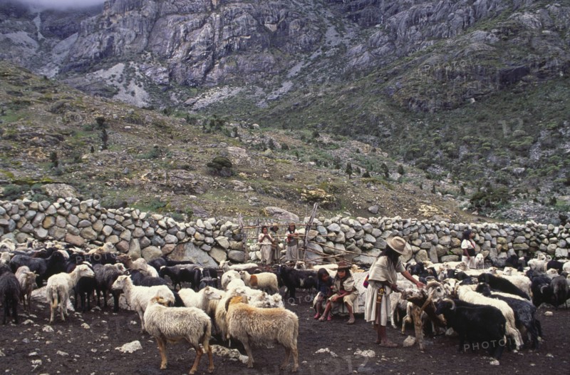 COLOMBIA, Santa Marta, Sierra Nevada , "Ica man feeding sheep with family looking on, next to a long stone wall."