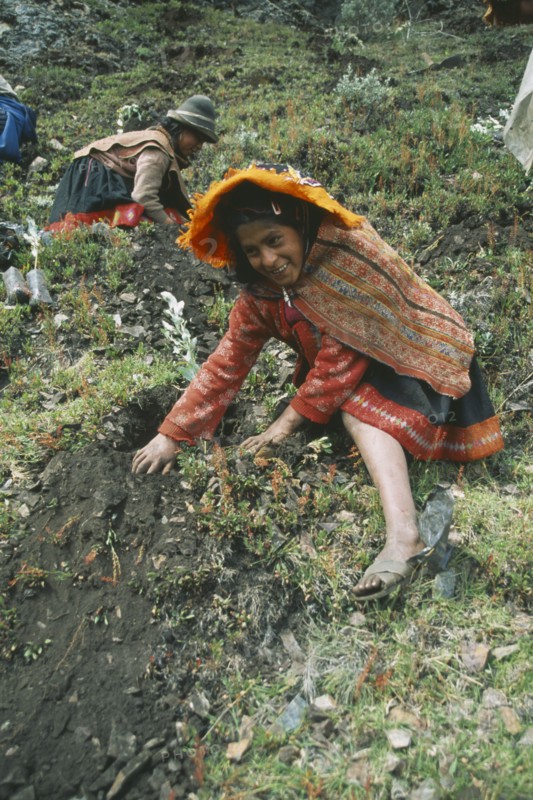 PERU, Cusco, Quishaurani, "Local Quechuan girl in traditional dress, tree planting on reforestation project."
