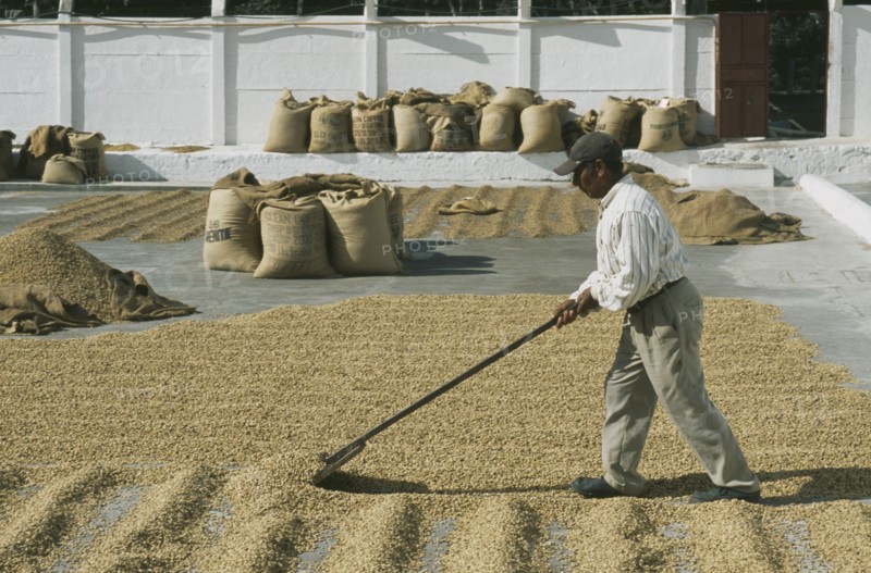 GUATEMALA, Antigua, "Man laying out coffee beans to dry in the sun, lots of full bags in the background."